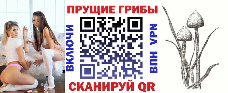 купить   Гурьевск  Псилоцибиновые грибы Cubensis 